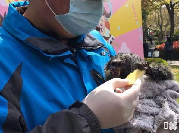 二人生猴子全程不盖被子真实：解读人猴共处的心理动态及其影响因素分析